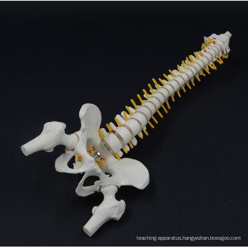 Custom Life-size Spine model